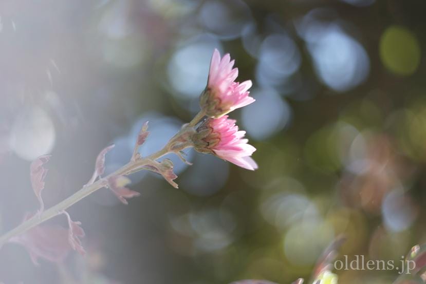 Canon FL 50mm F1.8 Review作例 キャノンの銘玉 エモい写真が撮れる