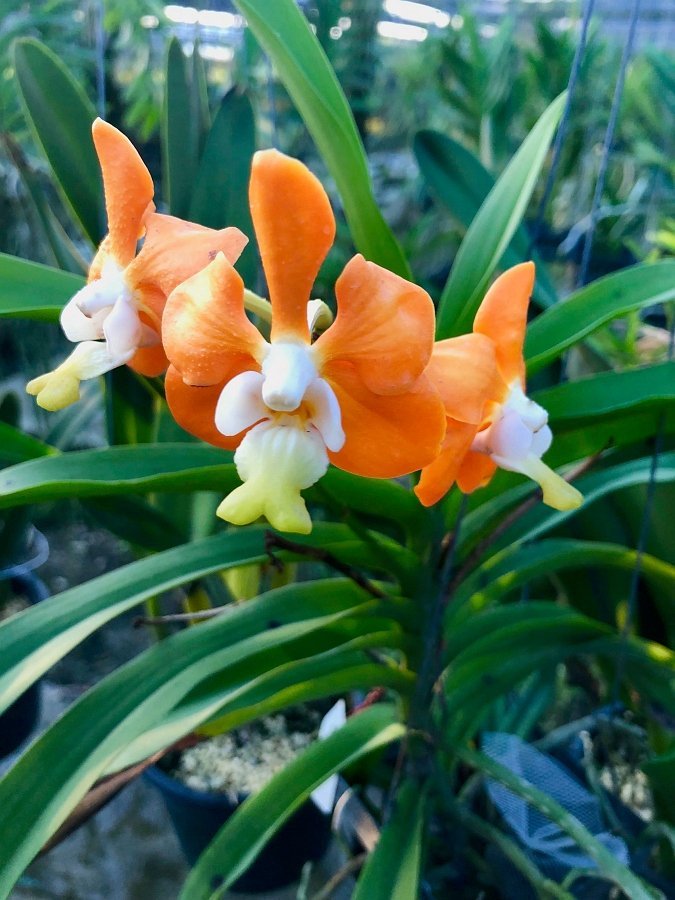 Vanda denisoniana var. Orange x Yellow