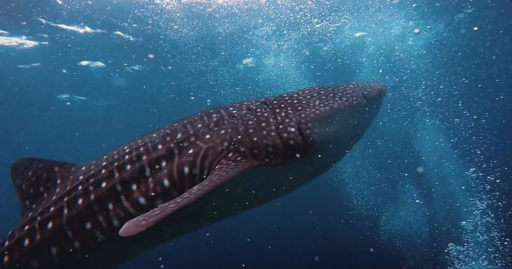 ジンベエザメのサファリ(LUX* South Ari Atoll) - 私たちのLUXモルディブ