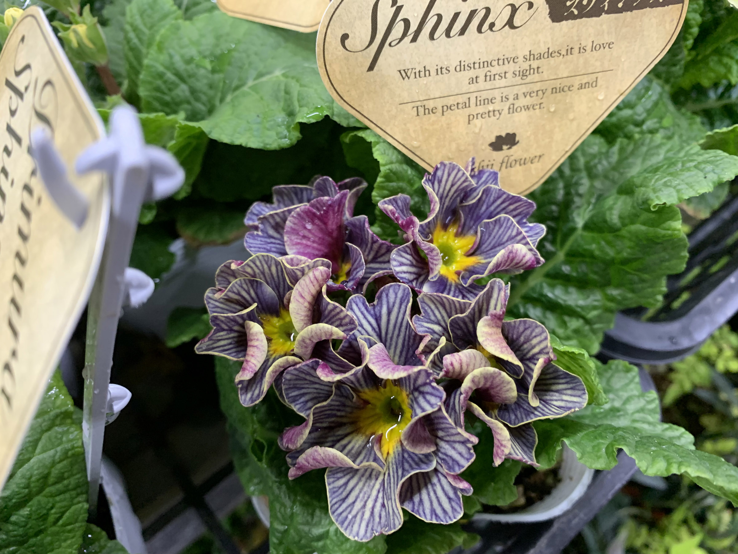 1F|クリスマスローズ追加(加藤農園 千重咲きモーリー!!) | オザキ