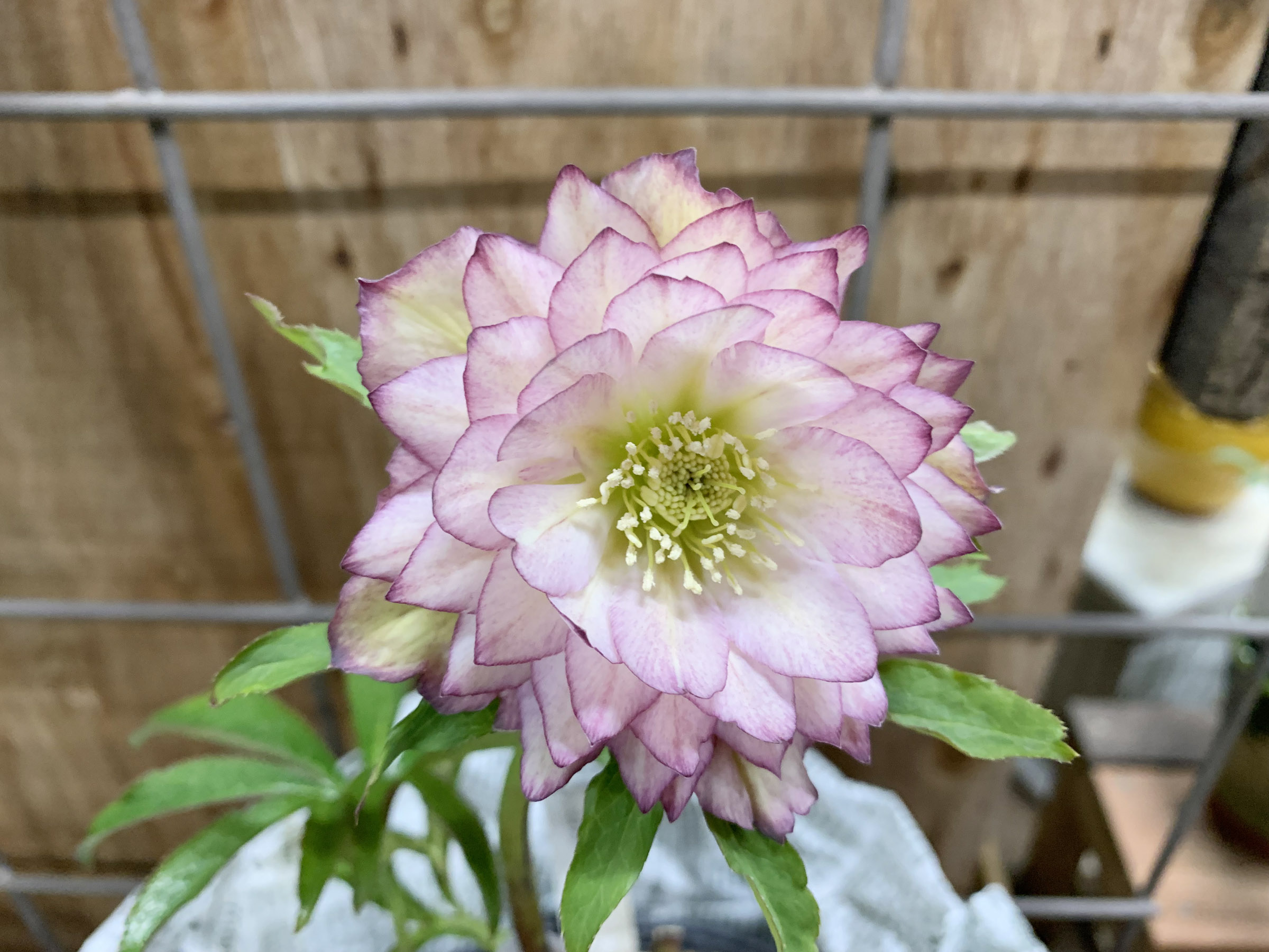 1F|入荷商品ピックアップ(ｸﾘｽﾏｽﾛｰｽﾞ、季節の草花など) | オザキ