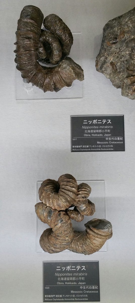 魅惑の化石】 〈異常巻アンモナイト〉 ①ユーボストリコセラス ②