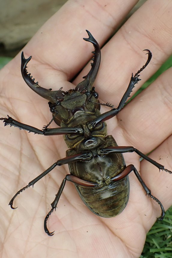 Sparkle Beetle (@BeetleSparkle) / Posts / X