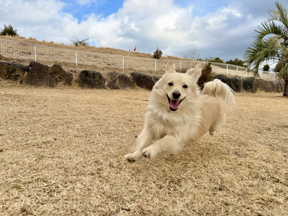 ポメックスのとろろくん (@monaka_0507) / Highlights / X