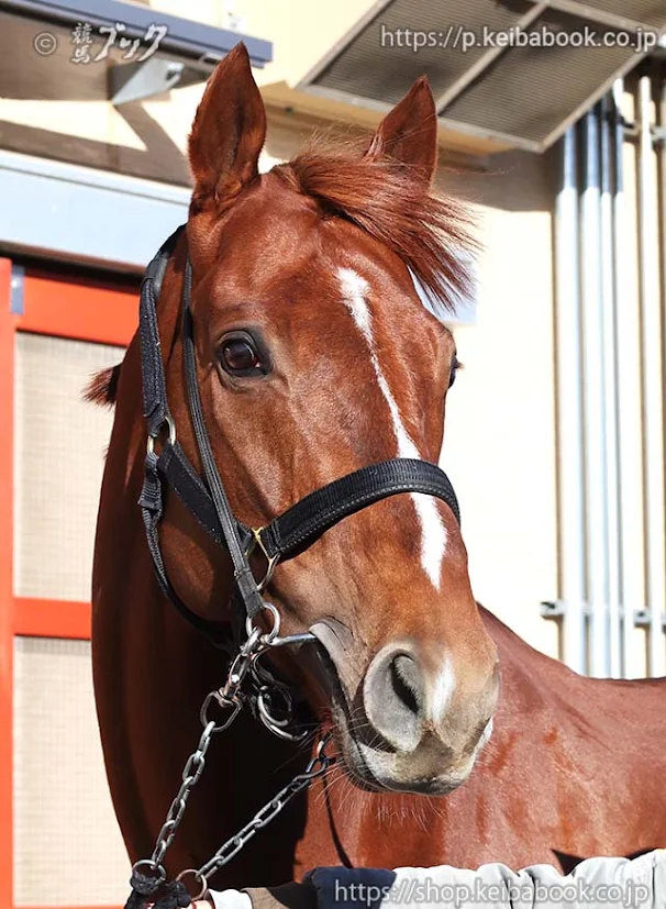 中山記念に出走するシャンパンカラーです。 23年NHKマイルカップの