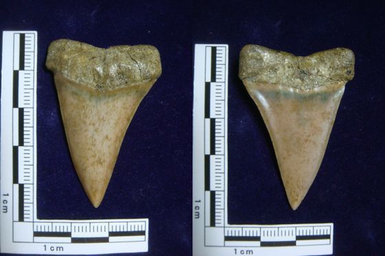 ハスタリス : 茨城県化石工房
