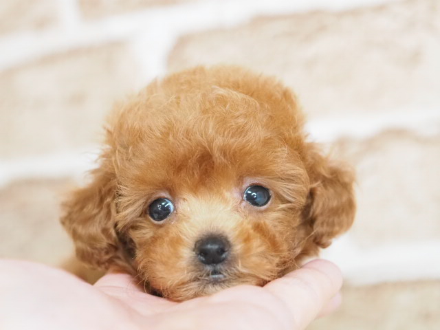 価格の安いトイプードル♀（戸田店）入舎時 500gのミニミニちゃんです