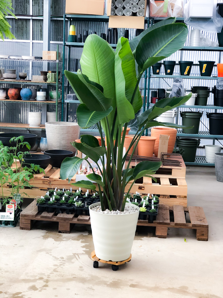 実店舗限定】ストレリチア オーガスタ 大鉢サイズ – プランチュ