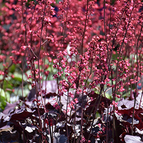 Timeless Treasure Coral Bells (Heuchera 'Timeless Treasure') in St