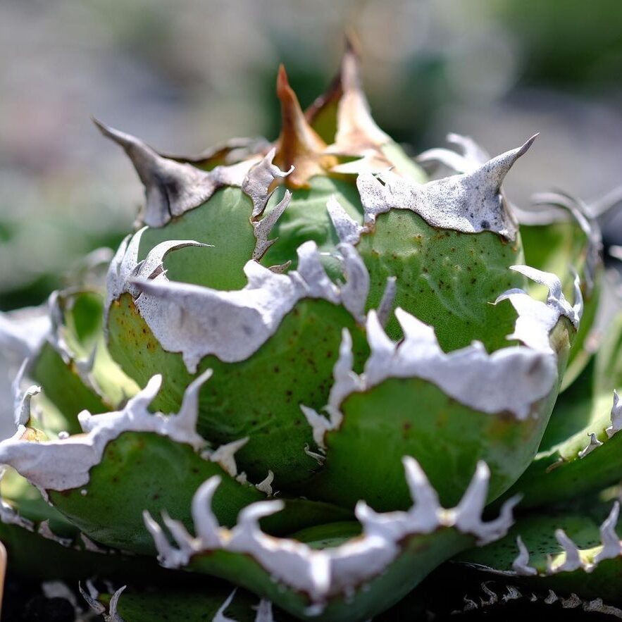 アガベ チタノタ 皇冠(クラウン)の特徴と育て方｜三叉の鋸歯と崩れ