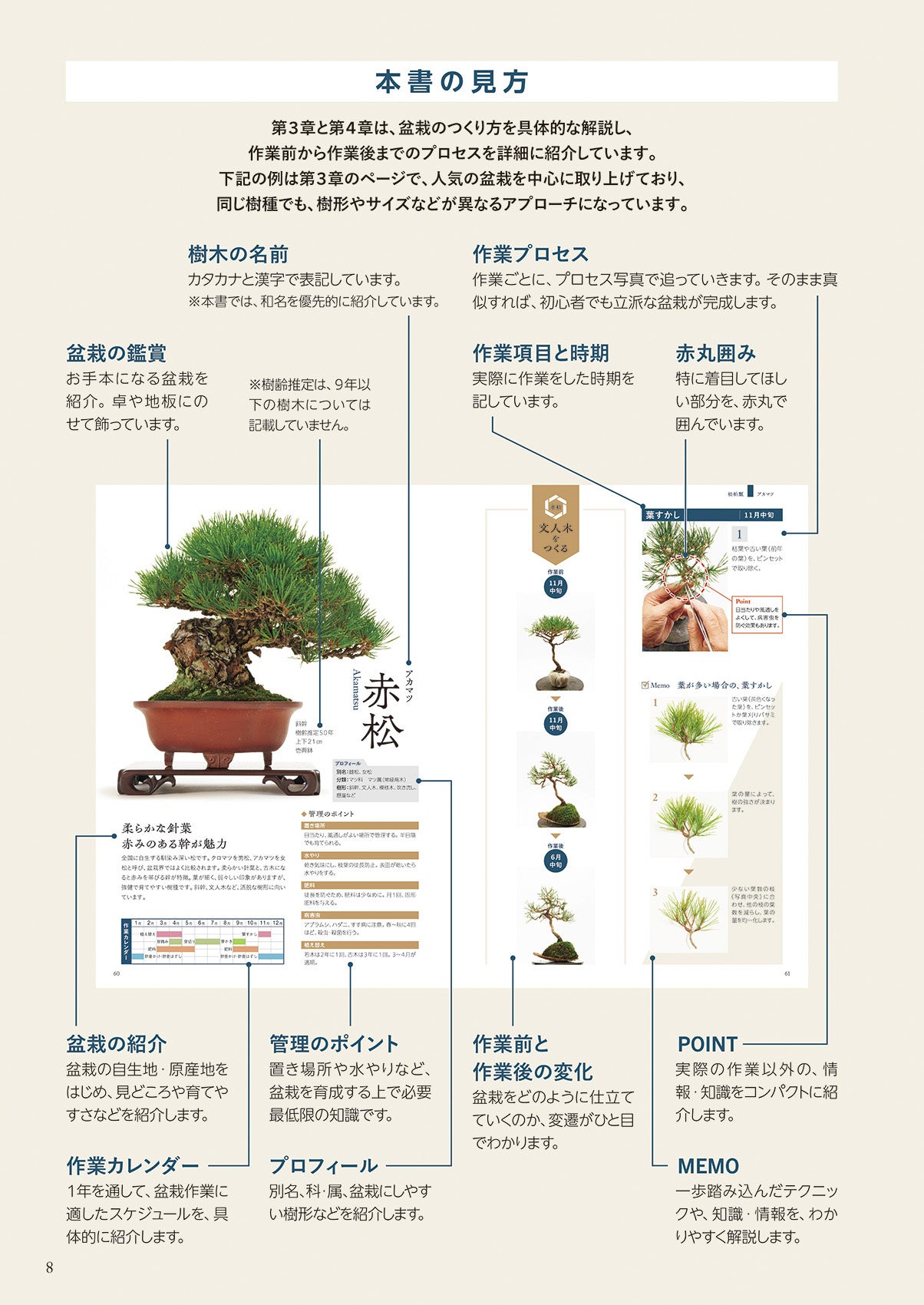 はじめてでも簡単！楽しい！人気品種の盆栽作業をプロセス写真で詳解