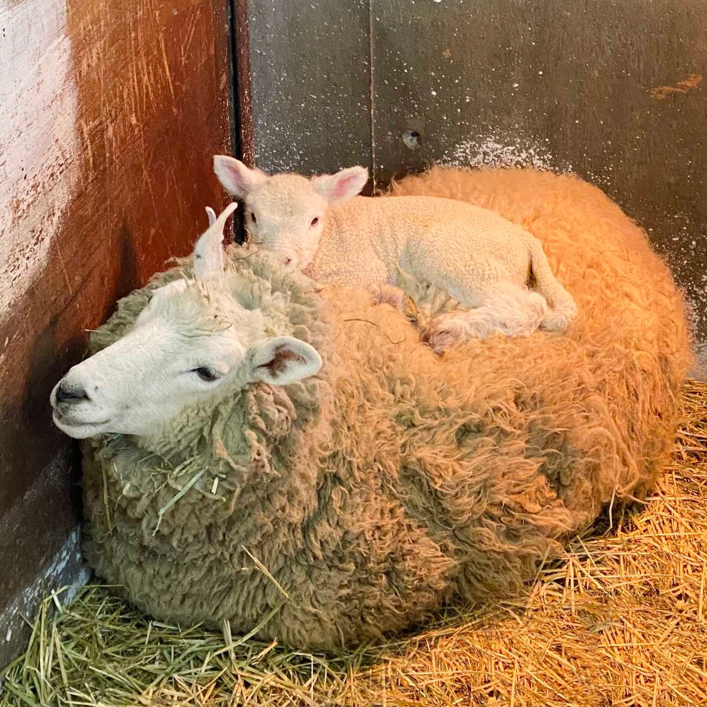 今しか見られない⁉ 赤ちゃん子羊を“おんぶ”する姿を再現した「羊の親子