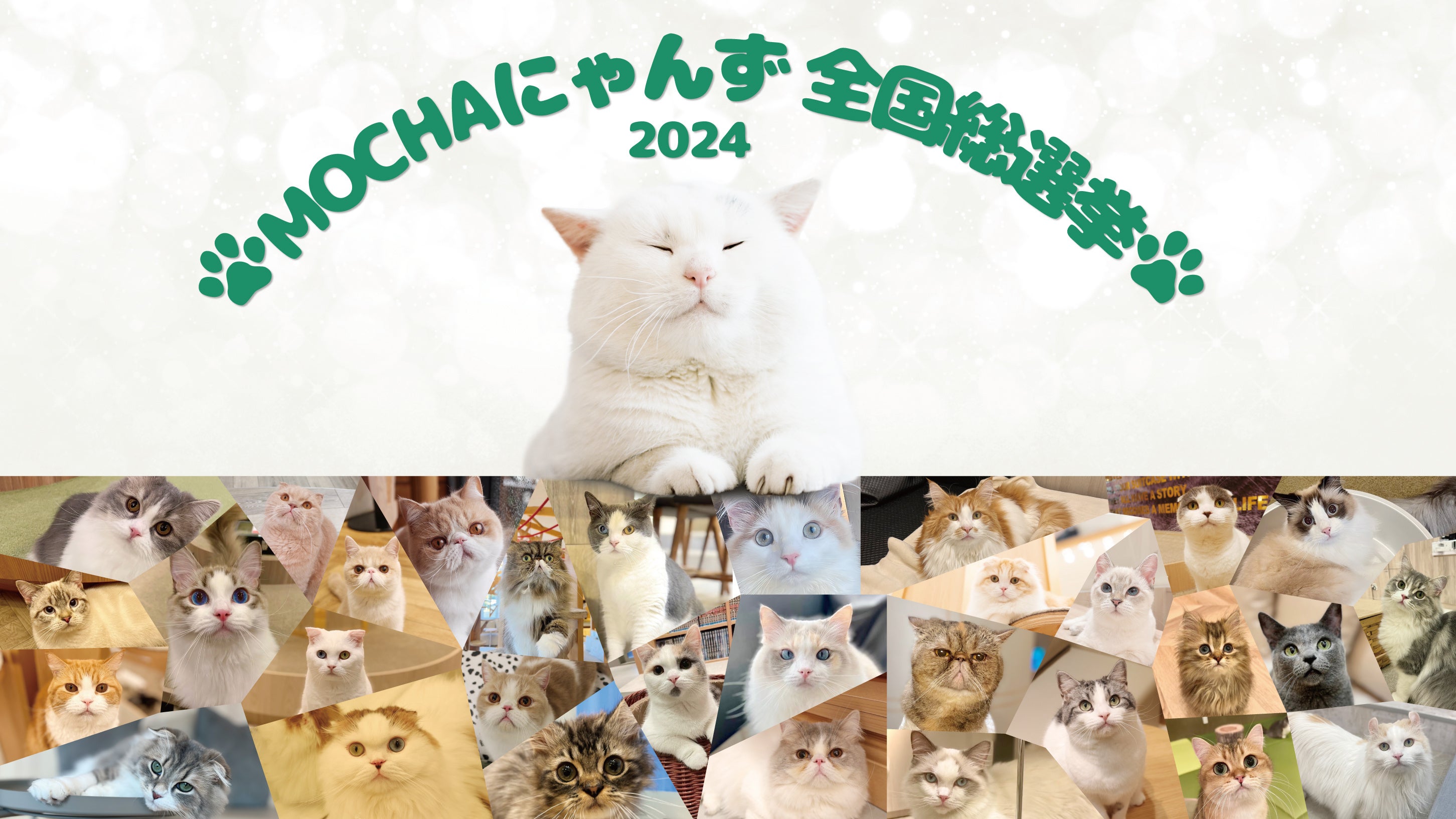 猫カフェMOCHA初の全国総選挙を開催！全国のにゃんずの中からあなたの1