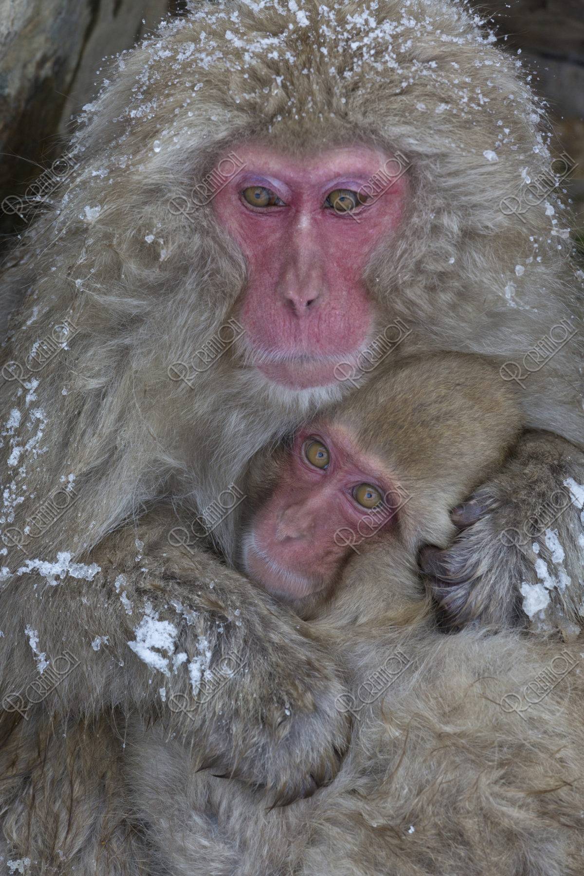 地獄谷野猿公苑 雪猿 | 写真 | アールクリエーション