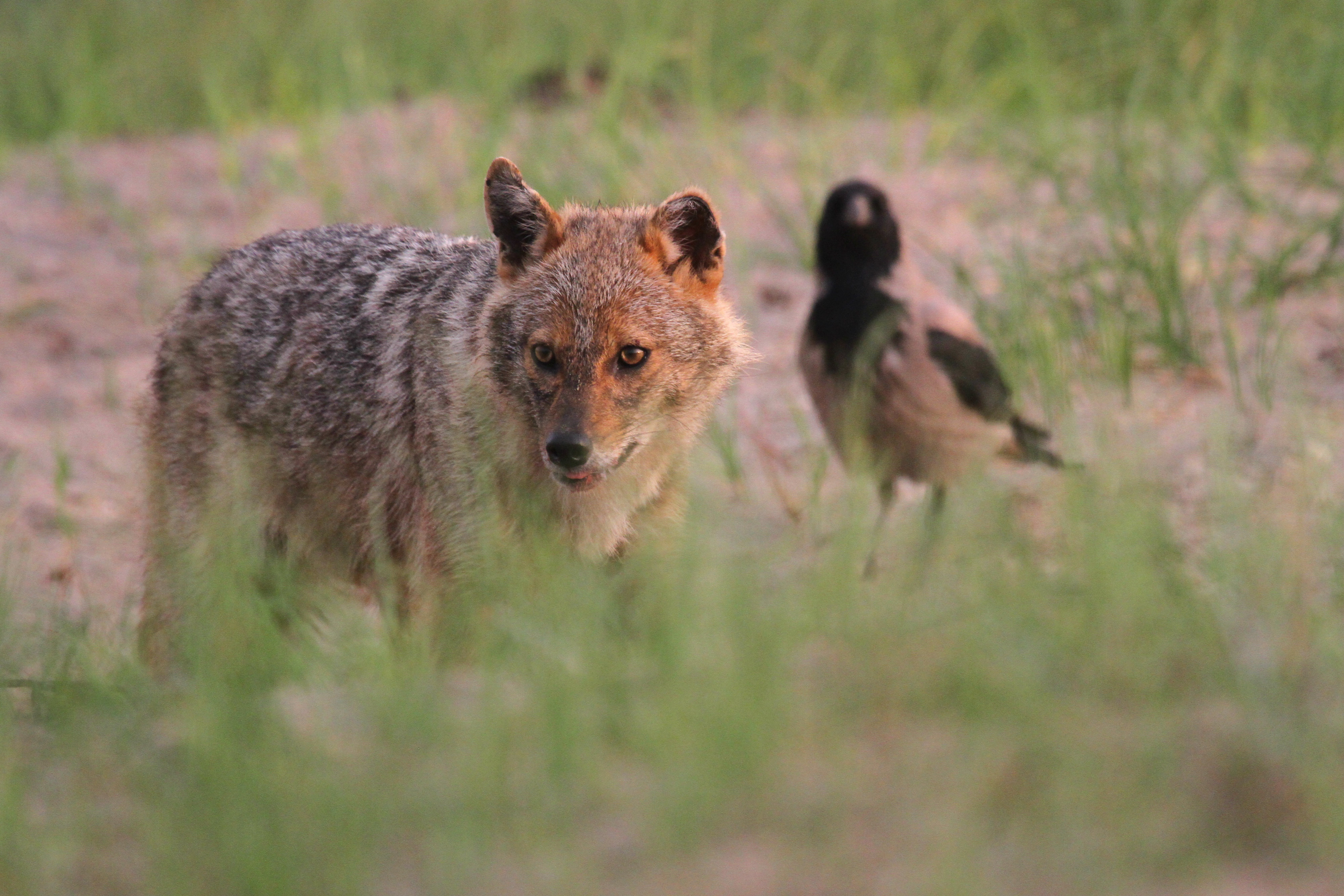 Days of the jackal | Rewilding Europe