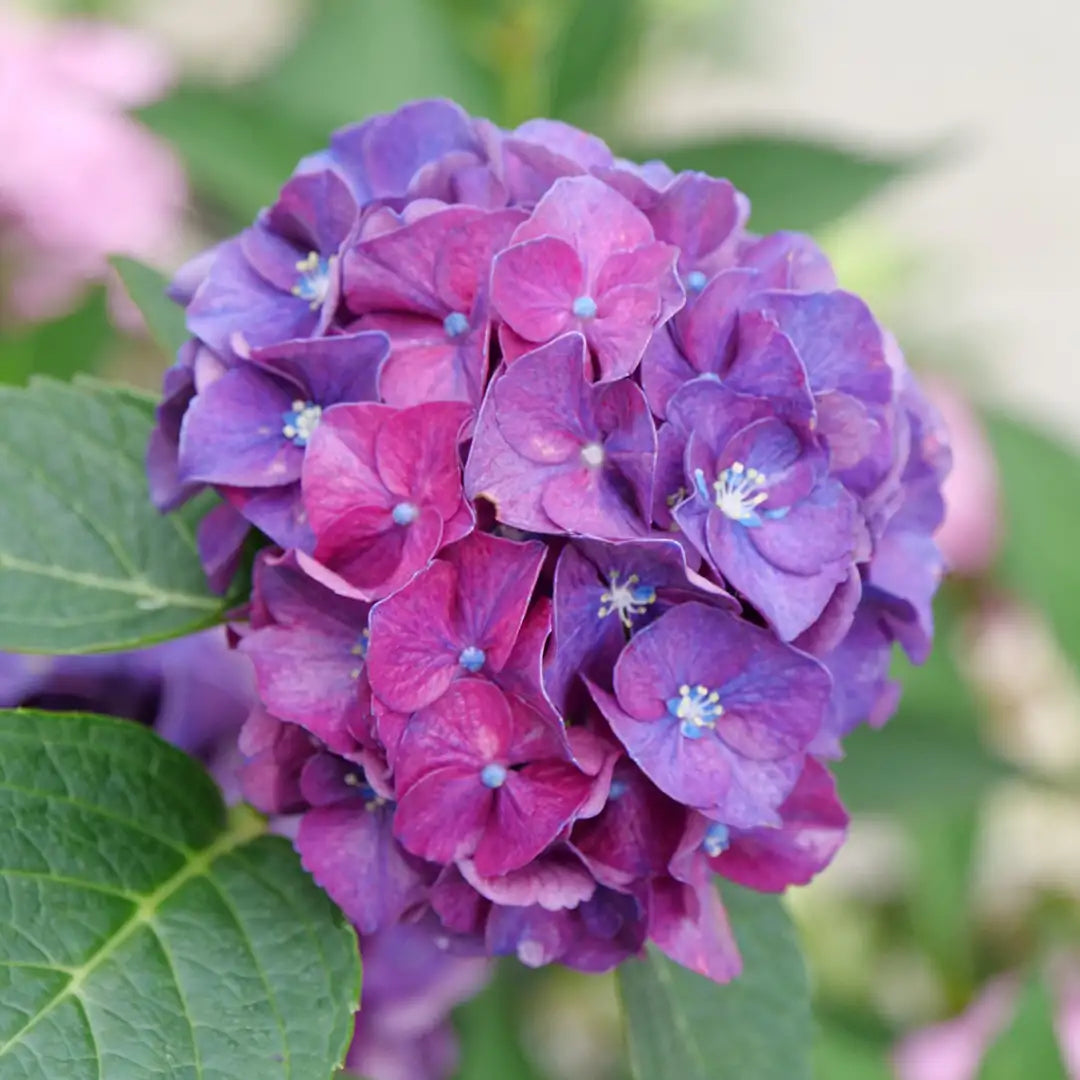 Hydrangea - Wee Bit Grumpy – Secret Garden Shop