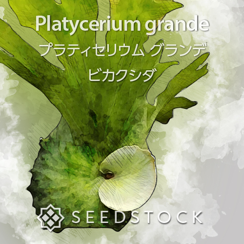 大きめ P.grande ビカクシダ グランデ Botany Valley Platycerium