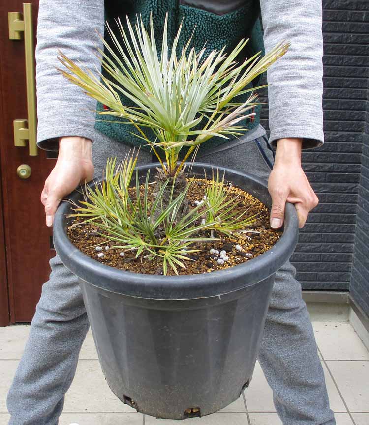 楽天市場】【現品・現物】【耐寒性ヤシ 椰子】チャメロプス・フミリス