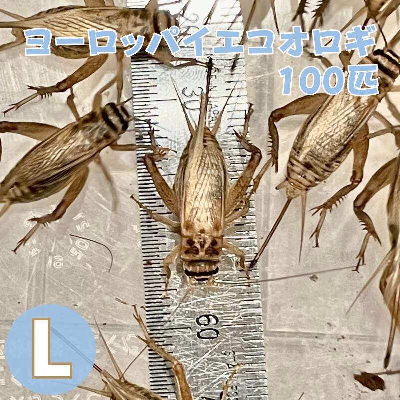 楽天市場】冷凍コオロギ Lサイズ 100g 約250匹 生産者直販売 冷凍餌
