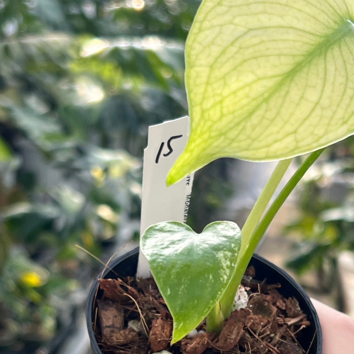 50%OFF【選抜】モンステラ デリシオーサ 'ホワイトモンスター – RARE