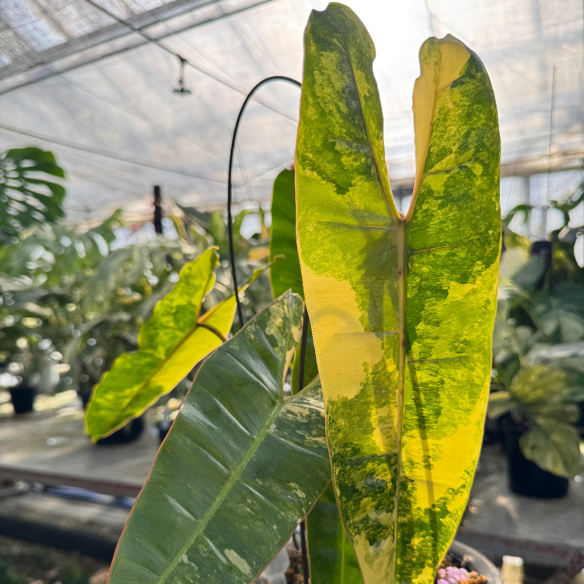 コレクション】フィロデンドロン・ビレッティア 斑入り 親株サイズ