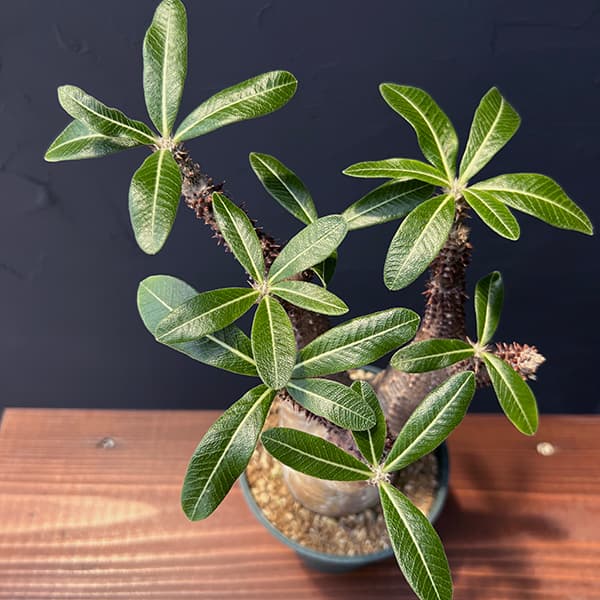 観葉植物 パキポディウム マカイエンセ （魔界玉）4号23-01 : 園芸