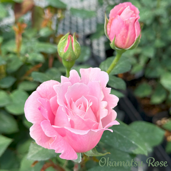 予約販売 バラ苗 バラ大苗 ピンクサボン 契約品種 薔薇 ばら 送料無料