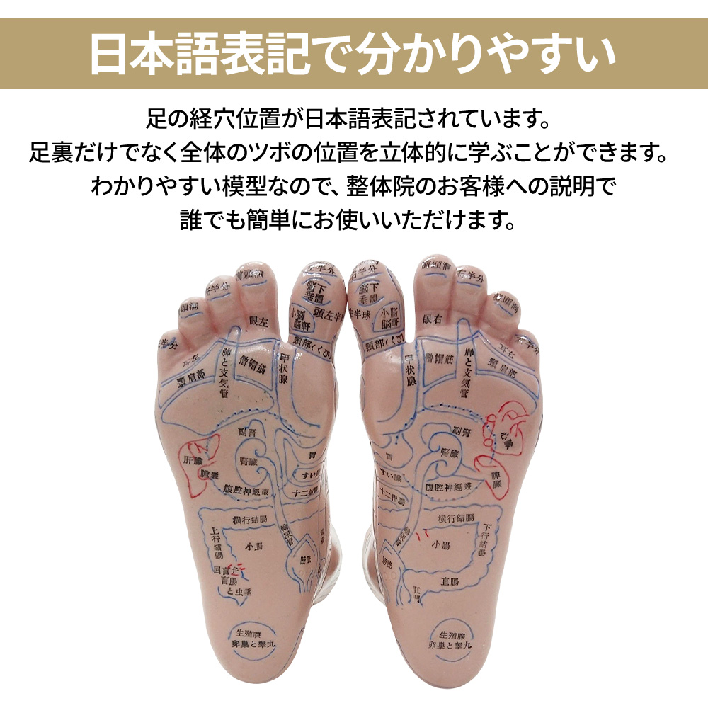 足つぼ 模型 足裏 反射区 日本語 足つぼマッサージグッズ マッサージ