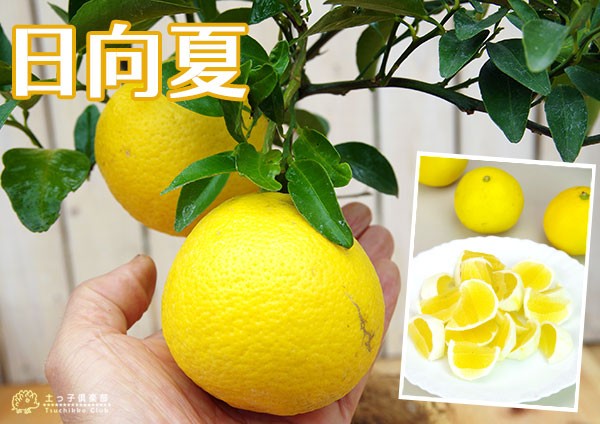 日向夏 （ ニューサマーオレンジ ） 接ぎ木 15cmポット苗【 送料無料