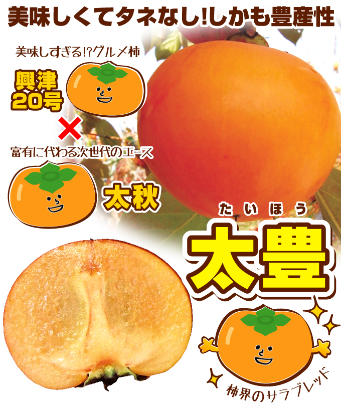 カキ 完全甘柿 太豊PVP【興津20号×太秋】 3株 果樹苗 国華園 : 花と緑