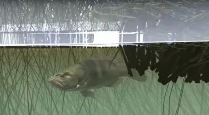 観覧注意！】臆測ですが、日本でもバードパターンのバスフィッシングが