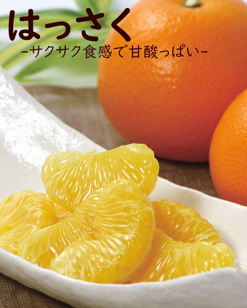 八朔 ご家庭用大小込約10kg【送料込】 | 白木果樹園