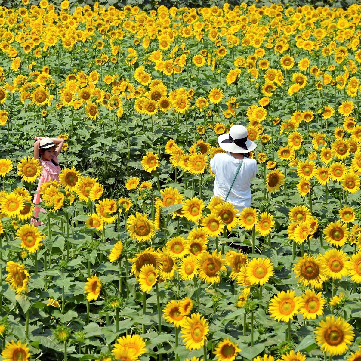 野木でヒマワリ30万本見頃 29日からのフェスで満開｜地域の話題,県内