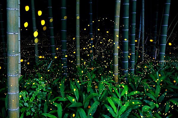 七十二候「腐草為螢（くされたるくさほたるとなる）」。(季節・暮らし