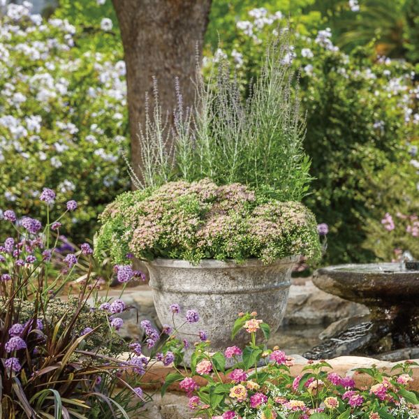 PW公式オンラインストア / セダム モコランド サクラアフロ