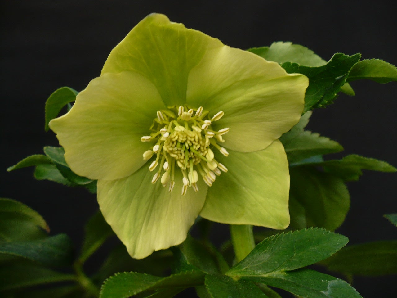 原種クリスマスローズ オドルス | 草のゆりかご－－つるかめ山草園－－