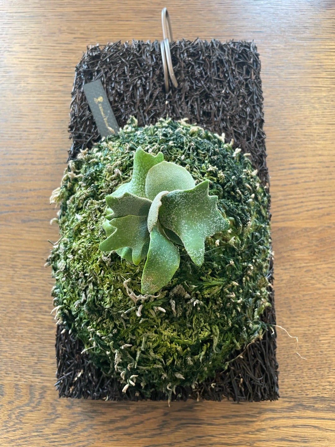 ビカクシダバクテリア（P. willinckii 'Bacteria' sporeling