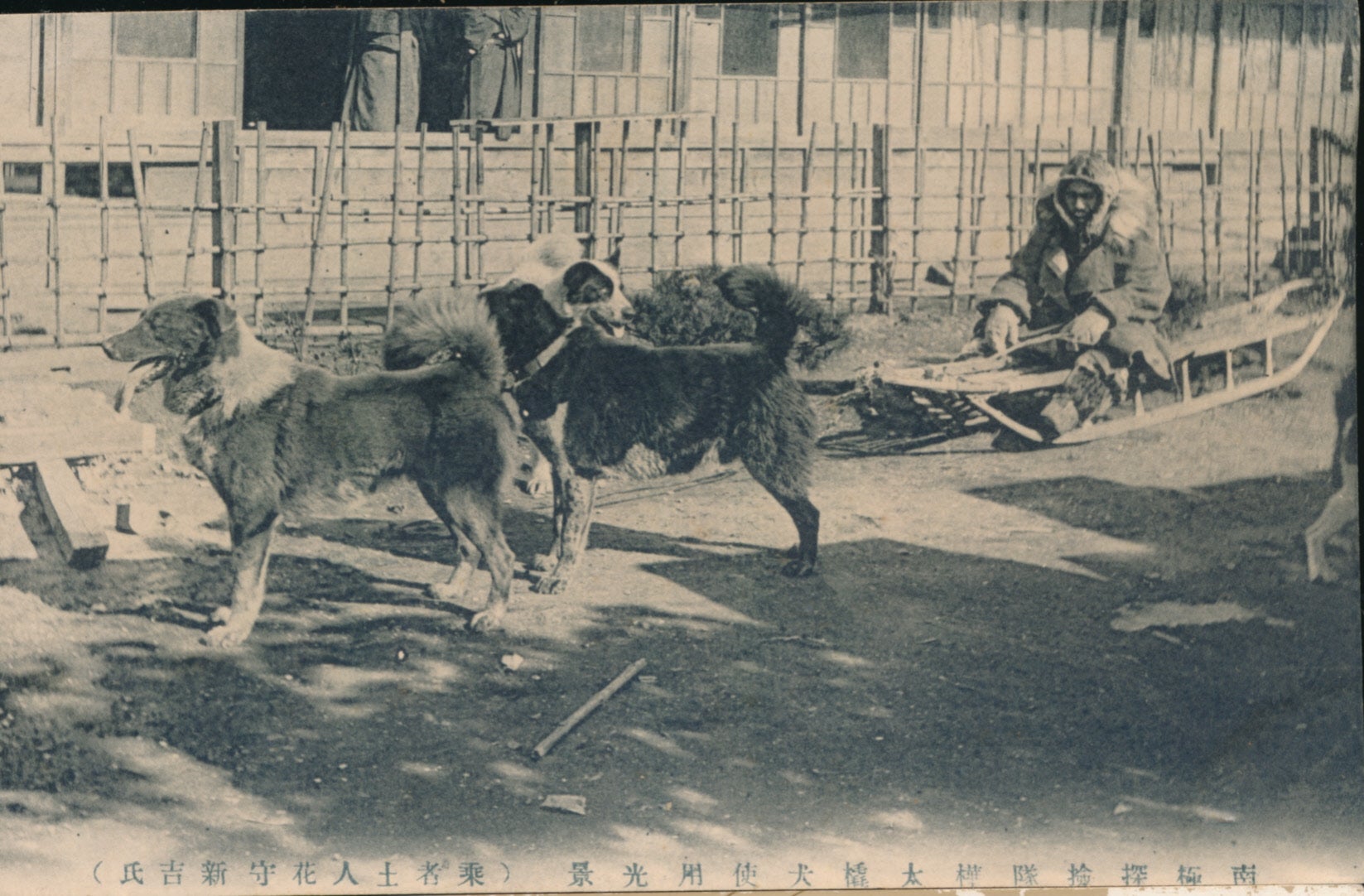 樺太犬の歴史・第7回 白瀬南極探検隊のカラフト犬たち | 帝國ノ犬達