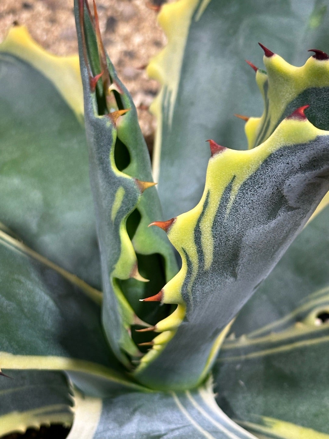 アガベ 近況 リップルエフェクトとサルミアナ | つべるふブログ 多肉