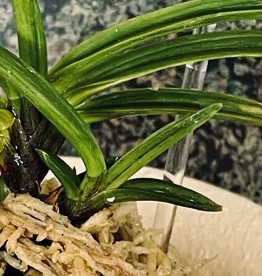 富貴蘭【漆黒牡丹】？【黒牡丹縞】 | 富貴蘭を楽しんでブログ