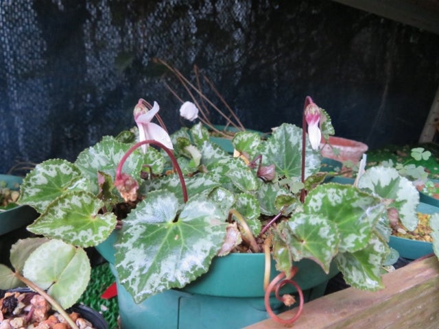 英国シクラメン協会ジャーナル16冊 幻の原種シクラメン ソマレンセ