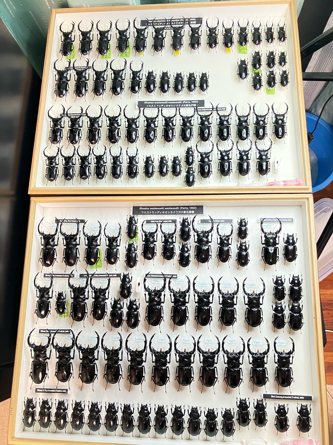 ウエストウッディ | 【FwooD】昆虫標本専門店 ブログ