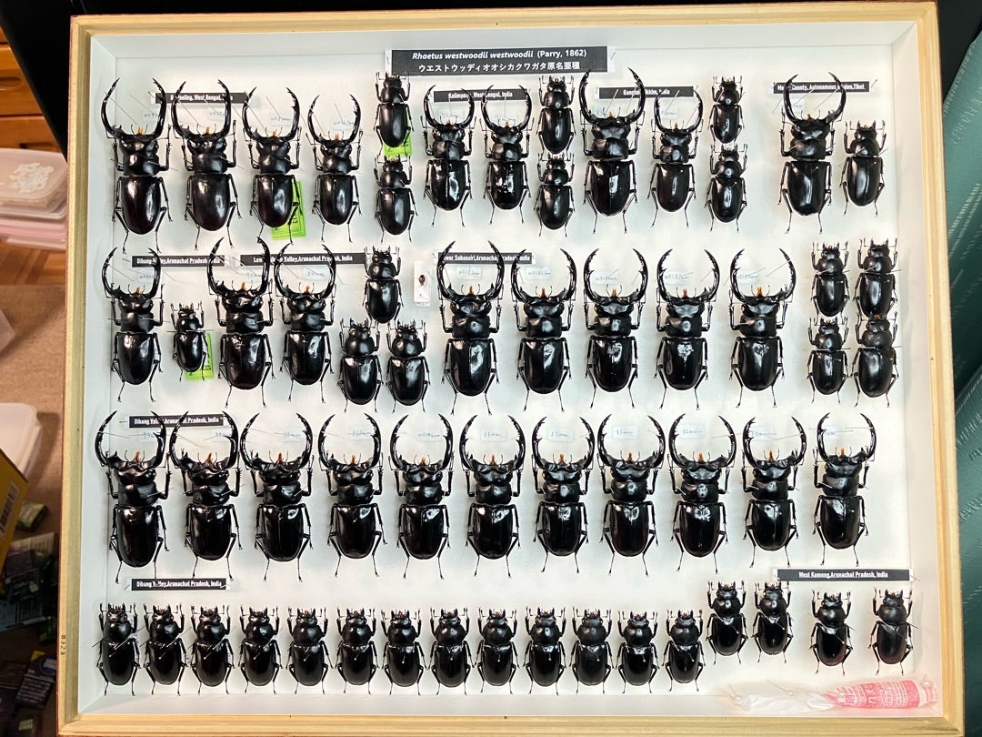 ウエストウッディ | 【FwooD】昆虫標本専門店 ブログ