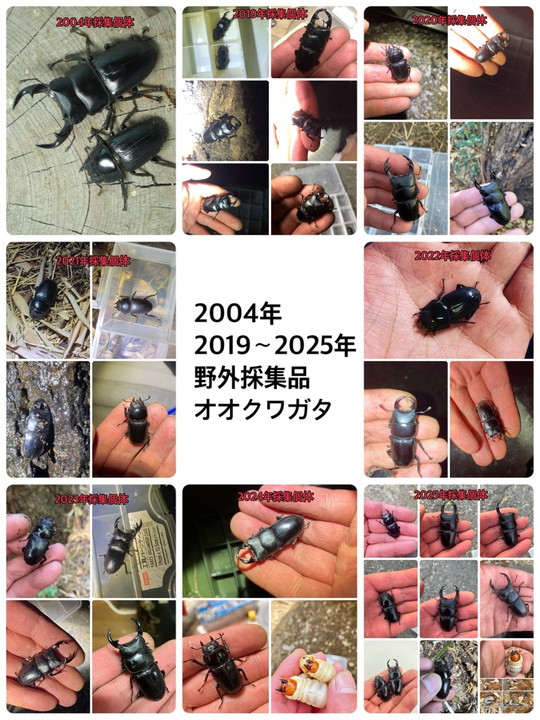 私のオオクワガタ採集の歴史‼️ | 【FwooD】昆虫標本専門店 ブログ