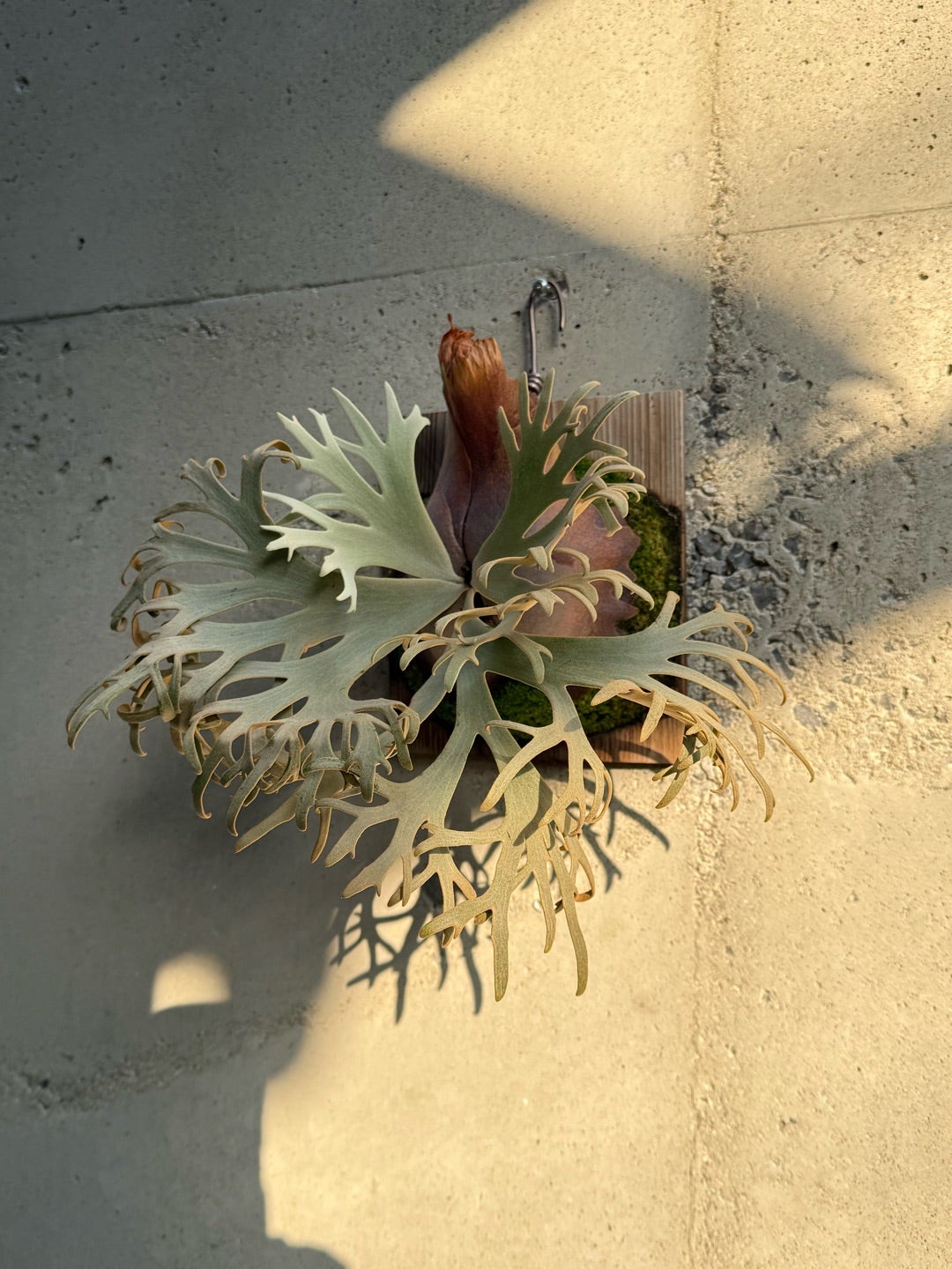 その後のビカクシダ ジェニー（P. willinckii Jenny TC) ③