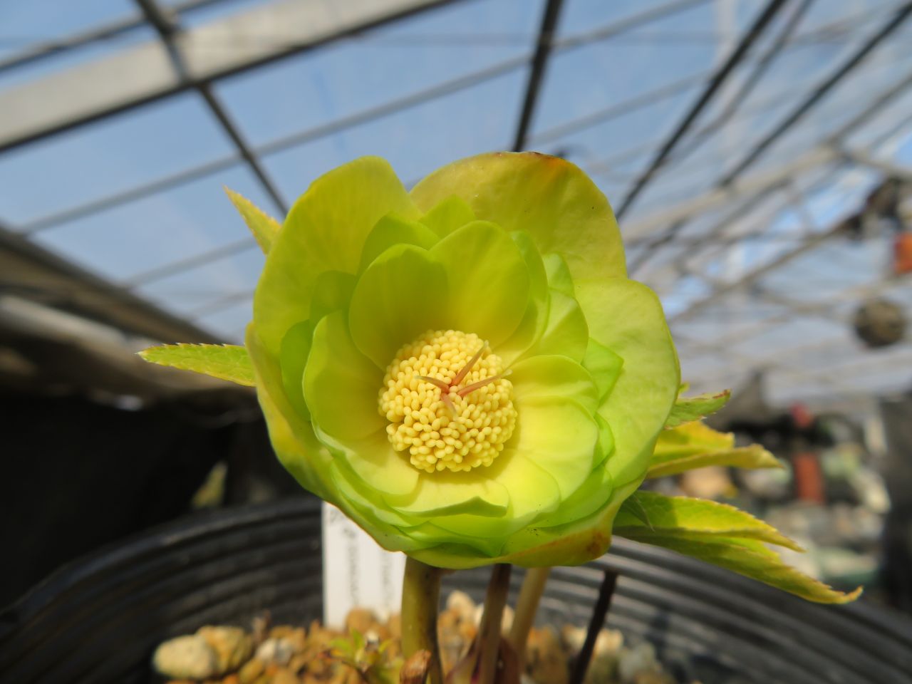 今日のクリスマスローズ 3月6日 ( ⑉¯ ꇴ ¯⑉ ) | 加藤農園のブログ