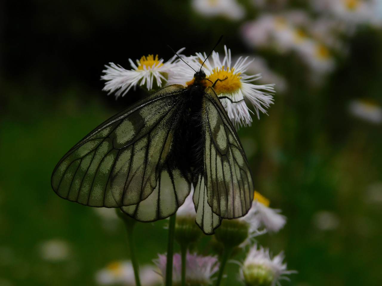 ウスバアゲハ（薄羽鳳蝶）, Spring ephemeral - 春の儚いもの
