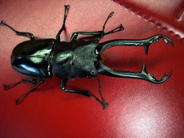 ニルギリエンシス（南インドギラファ） | クワレガのブログ