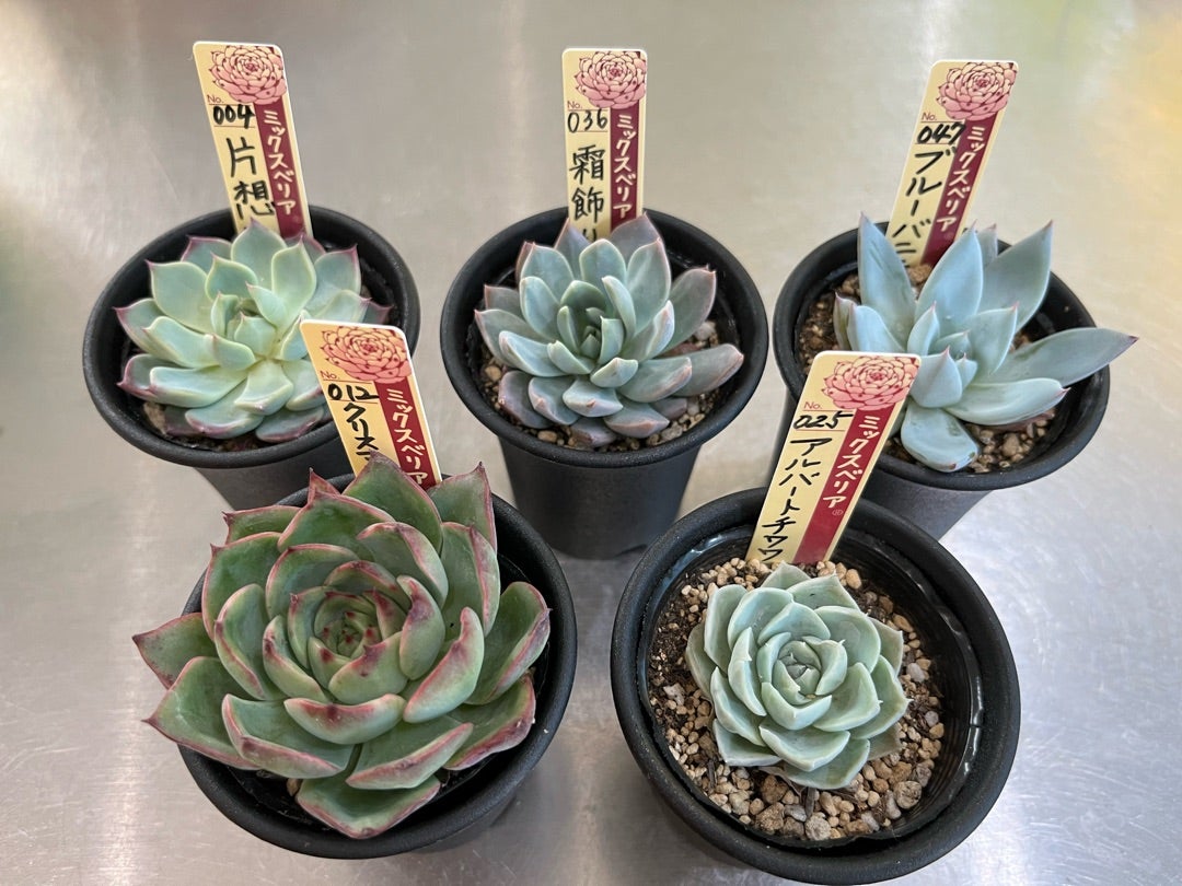 047【ブルーバニラ】おらいさん苗 ミックスベリア 成長記録 多肉植物