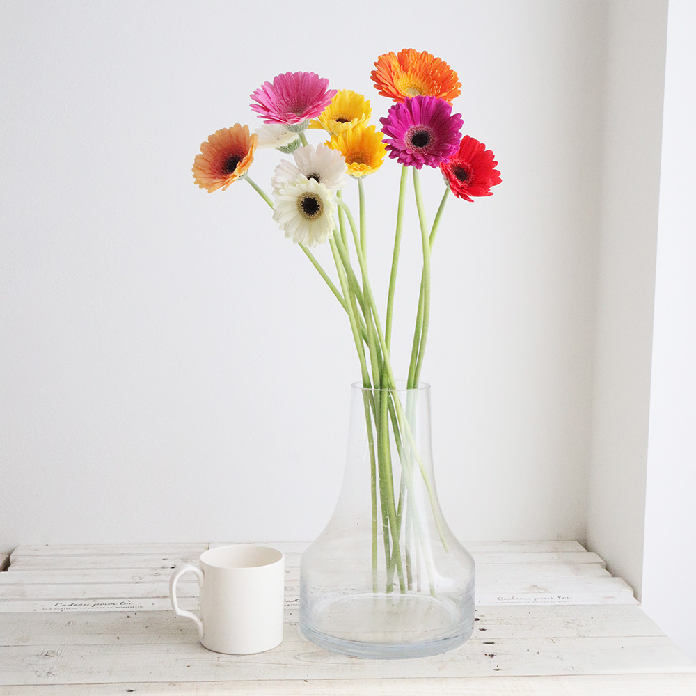 生花】【さぎやま】ガーベラ バラエティMix(ジェルミニふつうサイズ